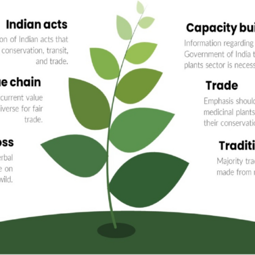 9 of the World’s Most Popular Herbal Medicines