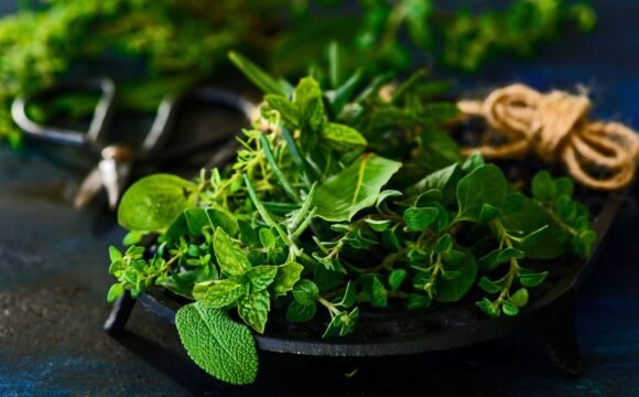 What are herbs?